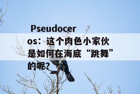  Pseudoceros：这个肉色小家伙是如何在海底“跳舞”的呢？